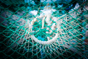 Nahaufnahme der Netze, Schnüre und Fäden von Reusen für den Fang von Krustentieren in einem Hafen, Björholmen, Bohuslän, Schweden